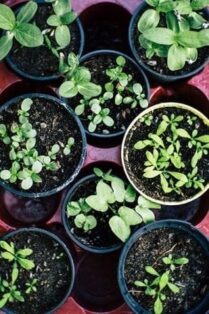 plante-repulsif-naturel-anti-mouche