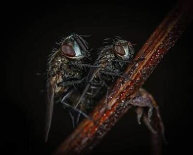 reproduction-mouche