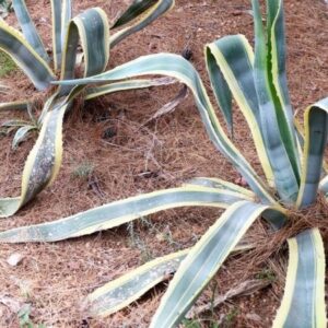 Agave