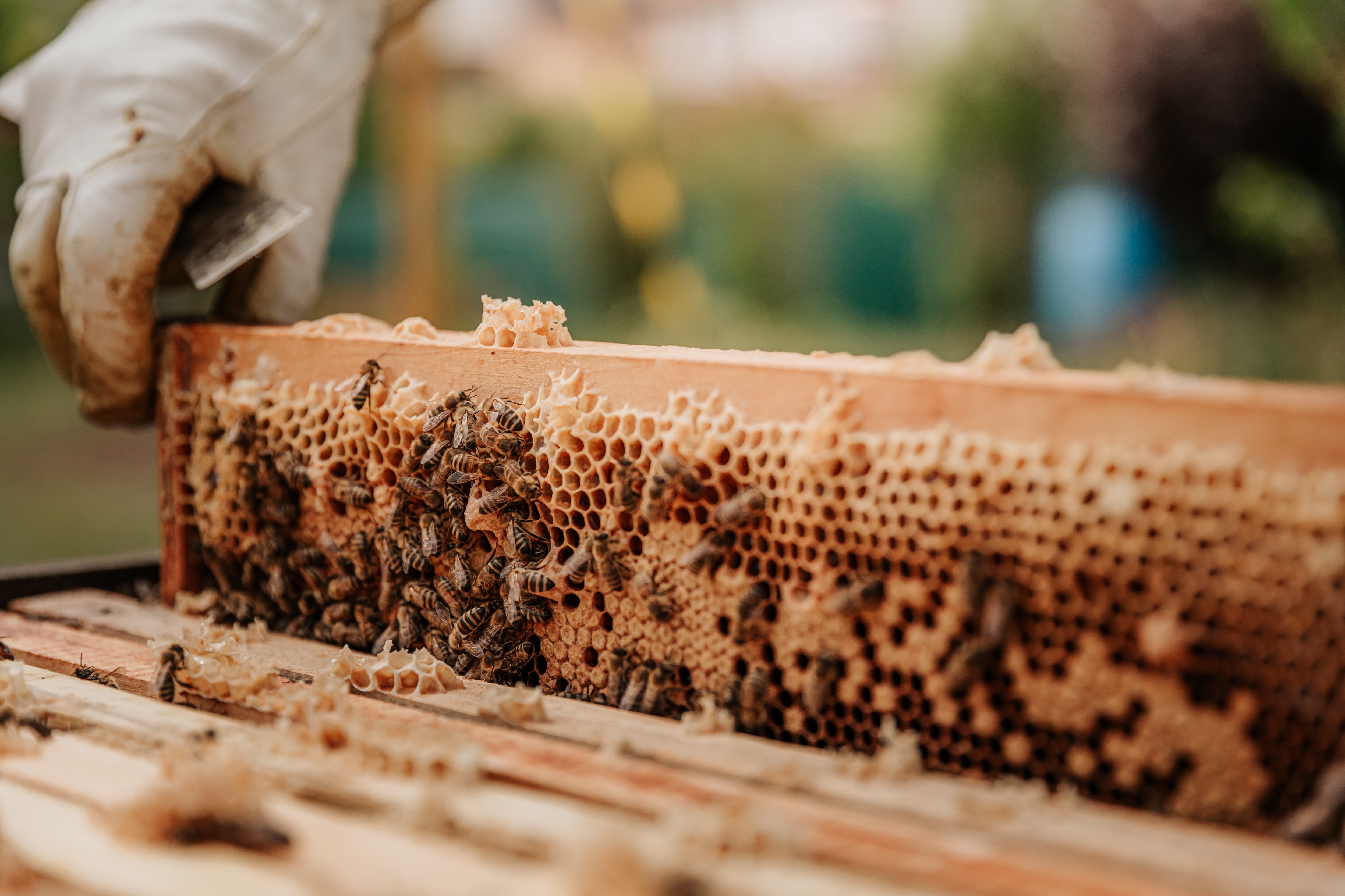 bases de l&rsquo;apiculture