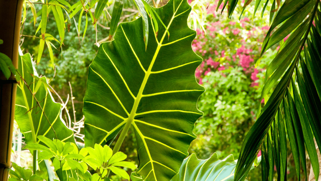 Jardin exotique