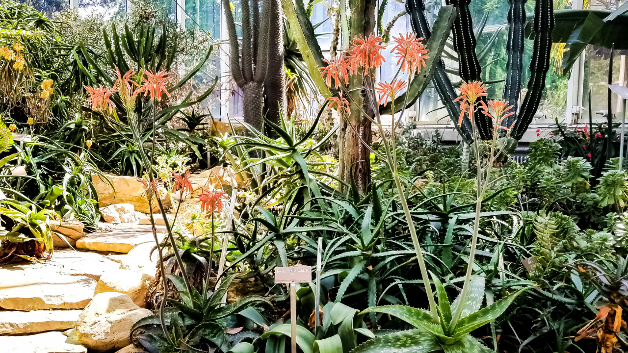 Jardin exotique