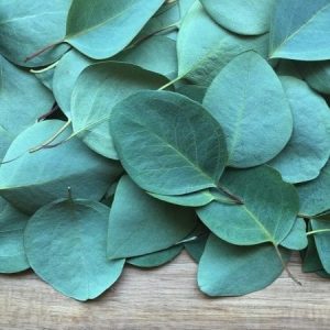 feuilles-eucalyptus