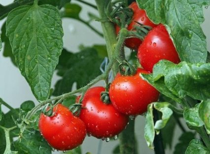 plantation-tomates