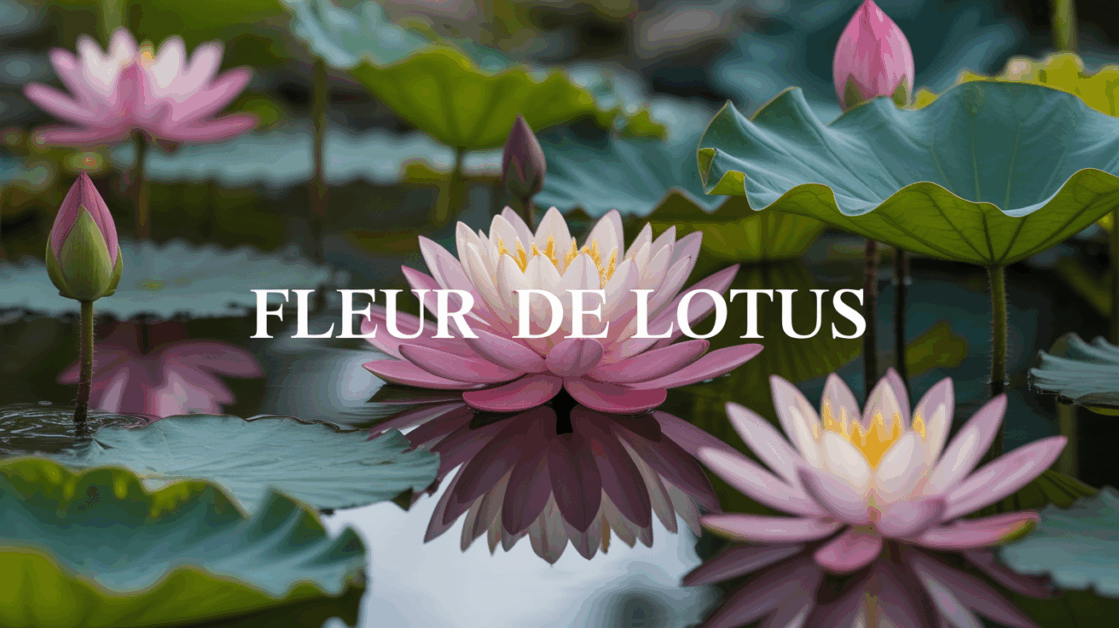 vue bassin lotus sacre ambiance spirituelle